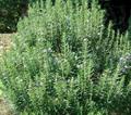Rosemary